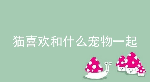 猫喜欢和什么宠物一起