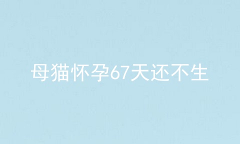 母猫怀孕67天还不生