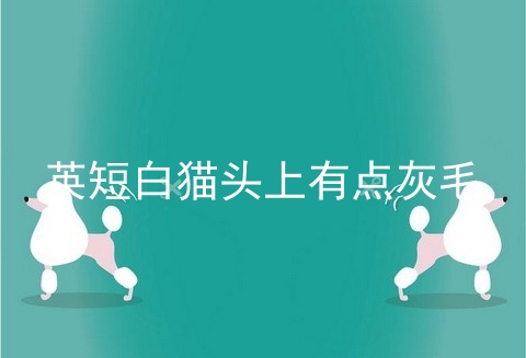 <a href=/cat/13.html target=_blank class=infotextkey>英短</a>白猫头上有点灰毛