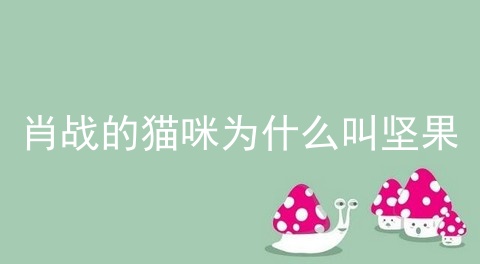 肖战的猫咪为什么叫坚果