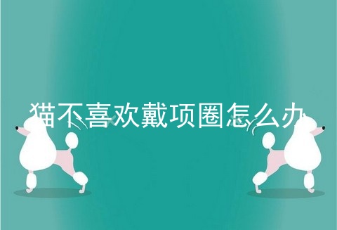 猫不喜欢戴项圈怎么办