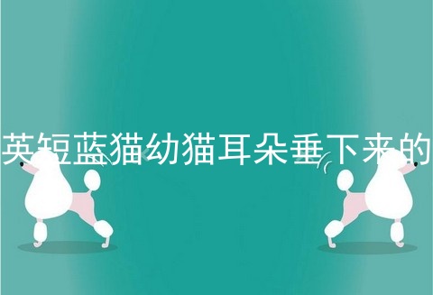 <a href=/cat/13.html target=_blank class=infotextkey>英短</a>蓝猫幼猫耳朵垂下来的