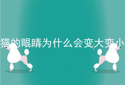 猫的眼睛为什么会变大变小