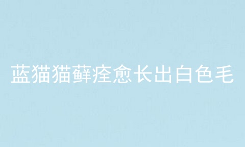 蓝猫猫藓痊愈长出白色毛