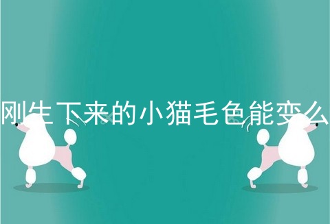 刚生下来的小猫毛色能变么