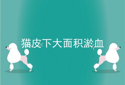 猫皮下大面积淤血