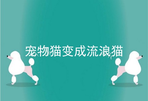 宠物猫变成流浪猫