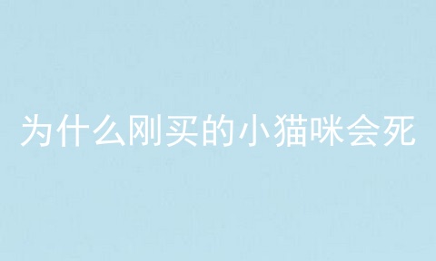 为什么刚买的小猫咪会死