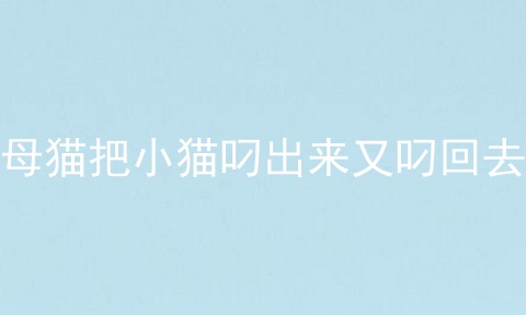 母猫把小猫叼出来又叼回去