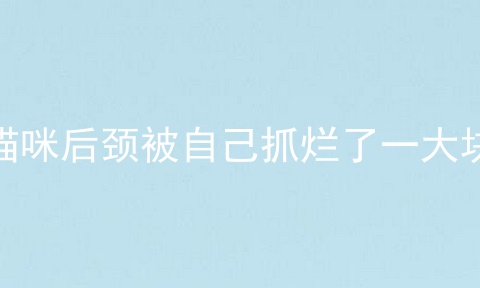 猫咪后颈被自己抓烂了一大块