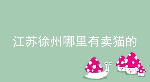 江苏徐州哪里有卖猫的