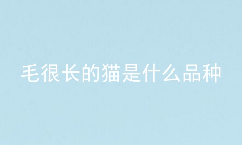 毛很长的猫是什么品种
