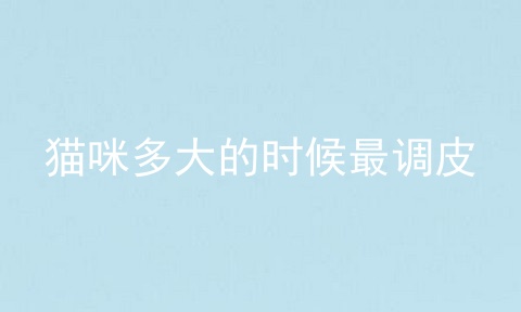 猫咪多大的时候最调皮