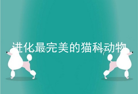 进化最完美的猫科动物