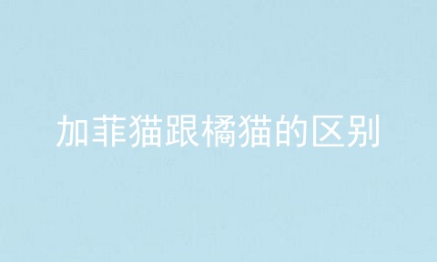 加菲猫跟橘猫的区别