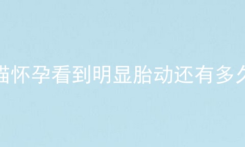 母猫怀孕看到明显胎动还有多久生