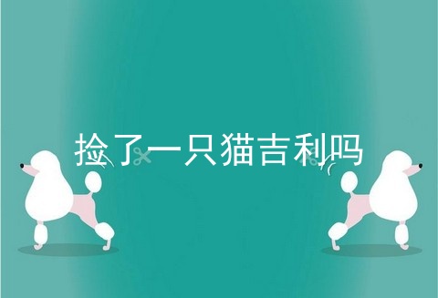 捡了一只猫吉利吗