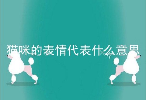 猫咪的表情代表什么意思