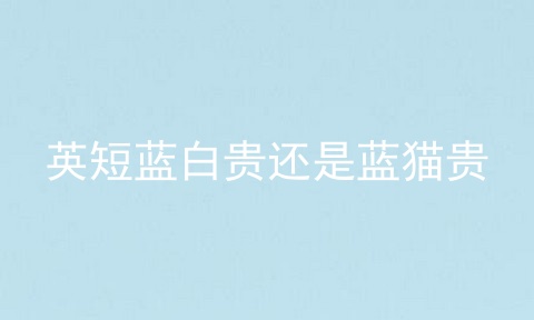 英短蓝白贵还是蓝猫贵
