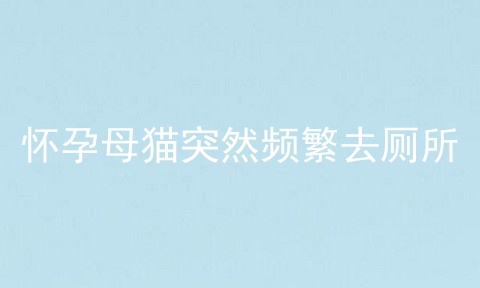 怀孕母猫突然频繁去厕所