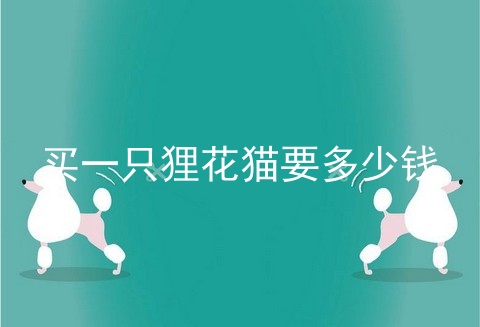买一只狸花猫要多少钱