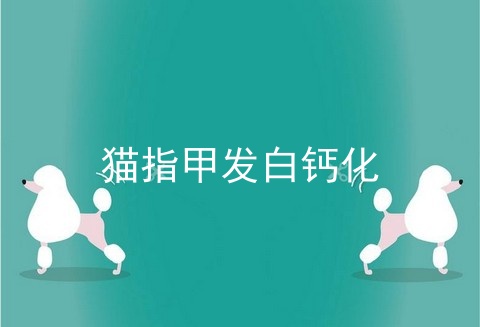 猫指甲发白钙化
