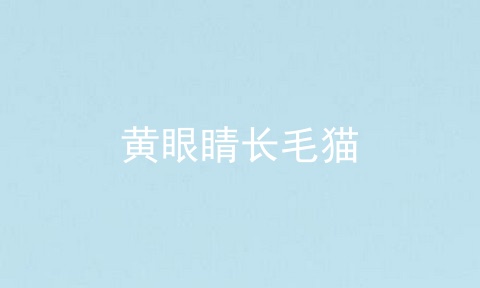 黄眼睛长毛猫