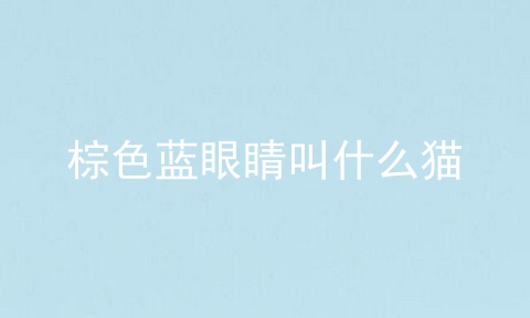 棕色蓝眼睛叫什么猫