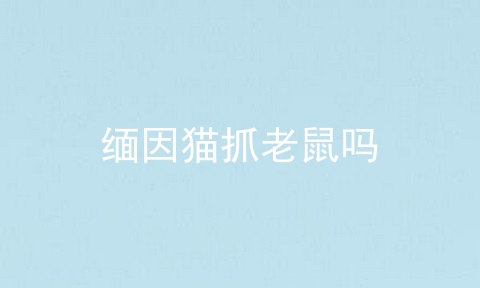缅因猫抓老鼠吗