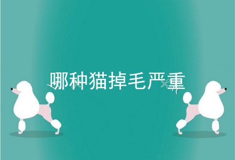 哪种猫掉毛严重