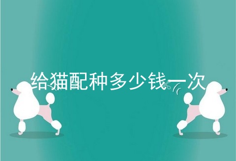 给猫配种多少钱一次