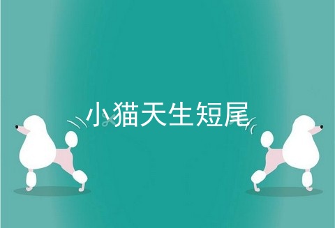 小猫天生短尾