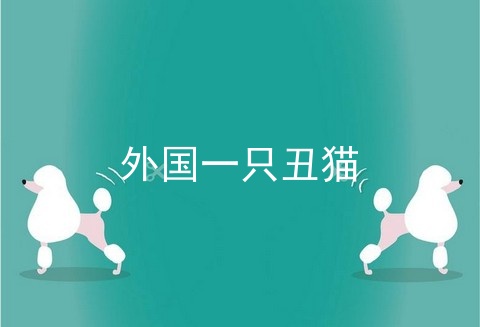 外国一只丑猫