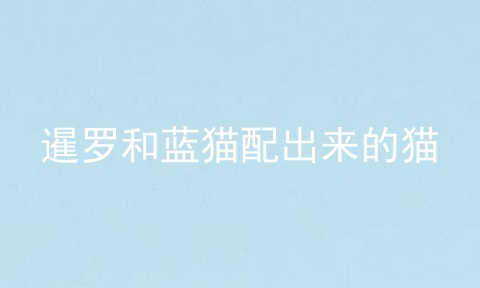 暹罗和蓝猫配出来的猫