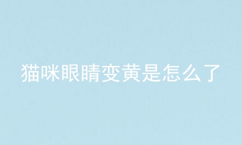 猫咪眼睛变黄是怎么了
