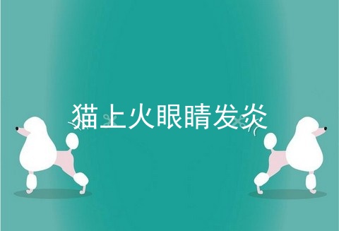 猫上火眼睛发炎