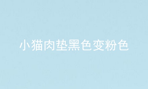 小猫肉垫黑色变粉色