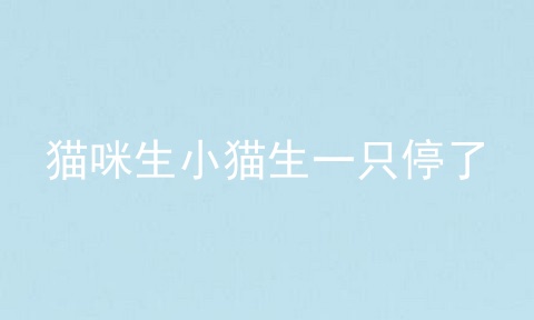 猫咪生小猫生一只停了