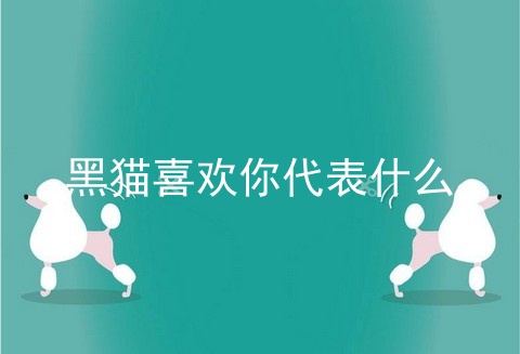 黑猫喜欢你代表什么