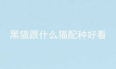 黑猫跟什么猫配种好看