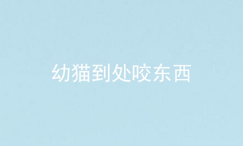 幼猫到处咬东西
