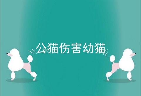 公猫伤害幼猫