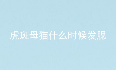 虎斑母猫什么时候发腮