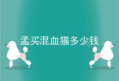 孟买混血猫多少钱