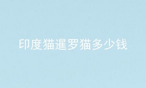印度猫暹罗猫多少钱