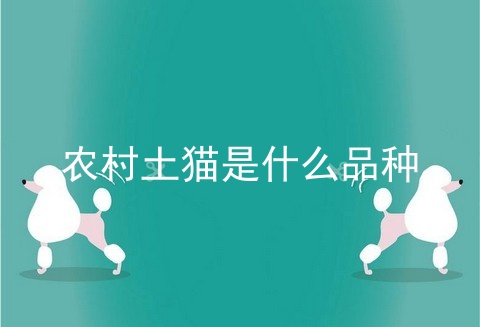农村土猫是什么品种