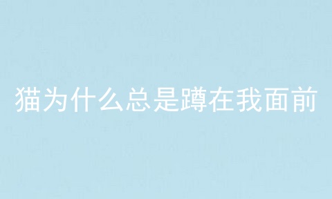 猫为什么总是蹲在我面前