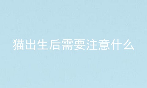猫出生后需要注意什么