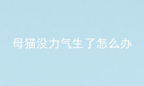 母猫没力气生了怎么办