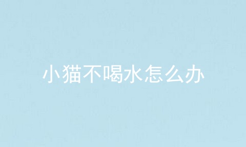 小猫不喝水怎么办